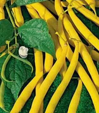 Семена спаржевой фасоли Бергольд, 5 кг (Коуэлл)