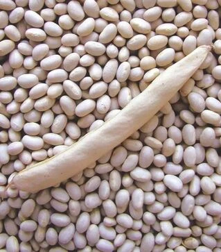 Насіння стручкової квасолі Петроніла, 2 кг (Semo)