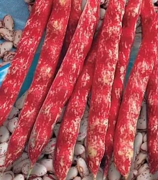 Семена стручковой фасоли Стрегонта, 5 кг (Коуэл)