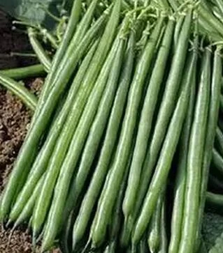 Семена спаржевой фасоли Пайк, п.е. 5 тыс. семян (Clause)