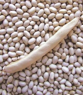 Семена стручковой фасоли Петронила, 500 г (Semo)