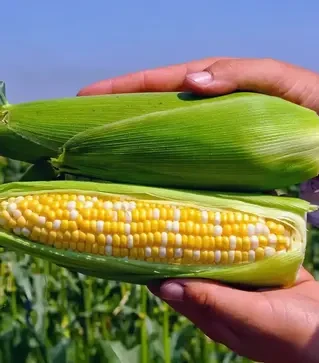 Семена кукурузы Пантеон F1, п.е. 1 тыс. семян (Libra Seeds)