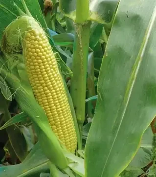 Семена кукурузы 3517 F1, п.е. 25 тыс. семян (Spark Seeds)