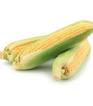 Семена кукурузы Ноа F1, п.е. 5 тыс. семян (Hazera)