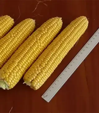 Семена кукурузы Раннее Наслаждение F1, п.е. 2,5 тыс. семян (Lark Seeds)