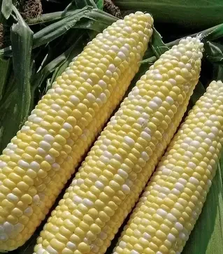 Насіння кукурудзи Прометей F1, п.о. 1 тис. насінин (Мнагор)