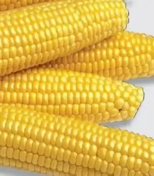 Насіння кукурудзи Аранка F1, 500 г (Semo)