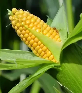 Семена кукурузы Бондюэлька F1, 1 кг (Syngenta)