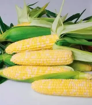 Насіння кукурудзи Ксанаду F1, п.о. 5 тис. насінин (Hazera)