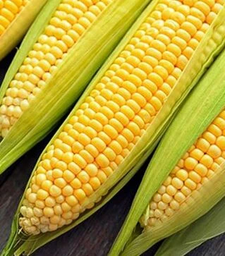 Насіння кукурудзи Елемент F1, п.о. 100 тис. насінин (Syngenta)