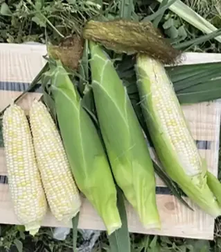 Насіння кукурудзи Айрон F1, п.о. 2.5 тис. насінин (Spark Seeds)