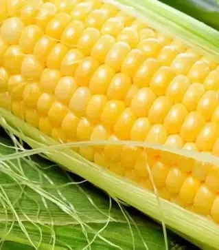 Семена кукурузы Мегатон F1, п.е. 3 тыс. семян (Harris Moran)