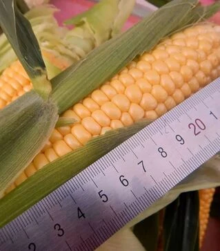 Насіння кукурудзи Візантія F1, п.о. 20 тис. насінин (МНАГОР)