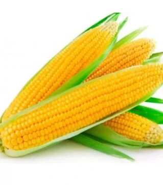 Семена кукурузы Турбин F1 от Clause, п.е. 50 тыс. семян