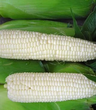 Насіння кукурудзи Андріївський F1, п.о. 4 тис. насінин (МНАГОР)