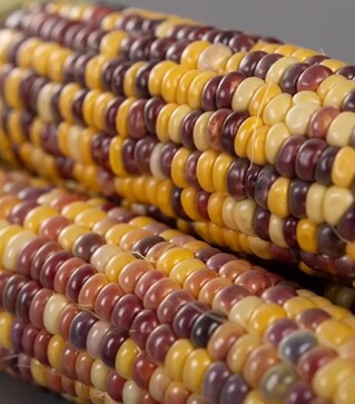 Семена кукурузы Бордо F1, п.е. 4 тыс. семян (МНАГОР)