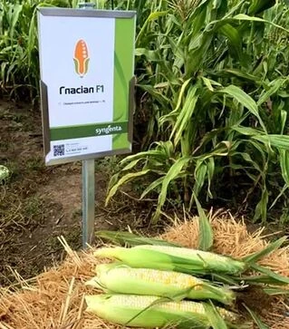 Семена кукурузы Гласиал F1, п.е. 5 тыс. семян (Syngenta)