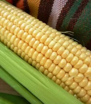 Насіння кукурудзи Дайнеріс F1, п.о. 20 тис. насінин (МНАГОР)