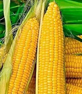 Насіння кукурудзи Ліскам F1 (HMX 436645 F1), п.о. 5 тис. насінин (Clause)