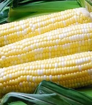 Насіння кукурудзи Палітра F1, п.о. 4 тис. насінин (МНАГОР)