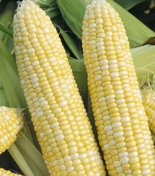 Насіння кукурудзи Рамондія F1, 500 г (Semo)