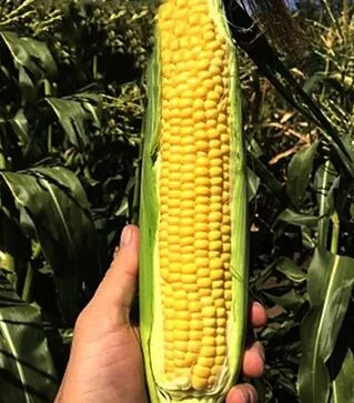 Насіння кукурудзи СВ 1446 СД F1, п.о. 5 тис. насінин (Seminis)