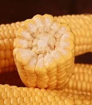 Насіння кукурудзи Сентис F1, п.о. 20 тис. насінин (МНАГОР)