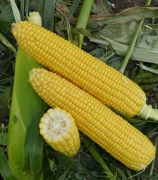 Семена кукурузы Форвард (1709) F1, п.е. 2.5 тыс. семян (Spark Seeds)