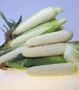 Насіння кукурудзи Еден F1, п.о. 5 тис. насінин (Hazera)