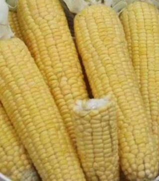 Насіння кукурудзи Лонга F1, 1 кг (Moravoseed)