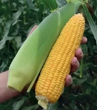 Семена кукурузы Драйвер F1, п.е. 50 тыс. семян (Harris Moran)