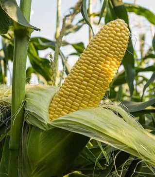 Семена кукурузы Джет F1, п.е. 100 тыс. семян (Snowy River)