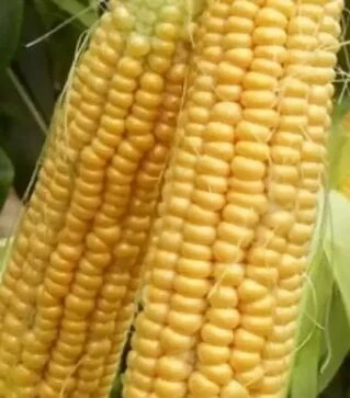 Насіння кукурудзи Шайнрок F1, п.о. 100 тис. насінин (Syngenta)