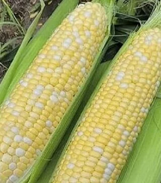 Насіння кукурудзи Ескорт F1, п.о. 2500 насінин (Spark Seeds)