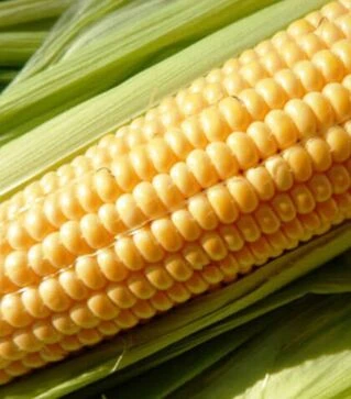 Семена кукурузы Юрмала F1, п.е. 100 тыс семян (МНАГОР)