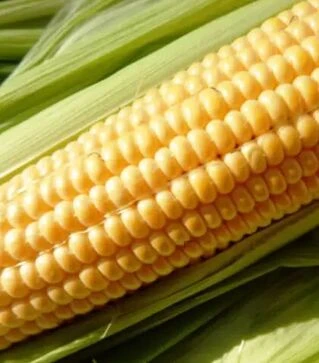 Семена кукурузы Юрмала F1, п.е. 20 тыс семян (МНАГОР)
