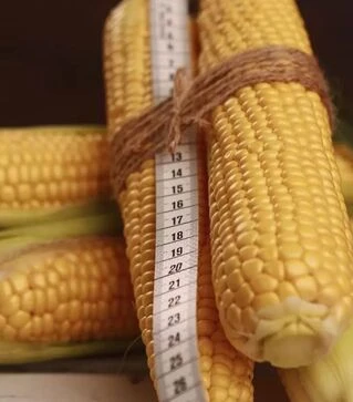 Насіння кукурудзи Фіона F1, п.о. 100 тис насінин (МНАГОР)