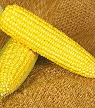 Семена кукурузы Оверленд F1, 1 кг (Syngenta)