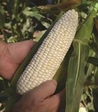 Семена кукурузы Николь F1, п.е. 5 тыс семян (Clause)