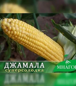 Насіння кукурудзи Джамала F1, п.о. 20 тис насінин (МНАГОР)