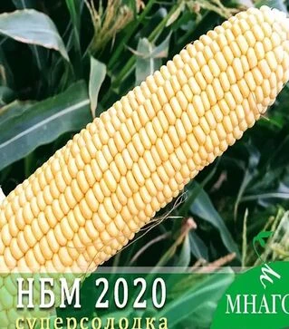 Насіння кукурудзи НБМ 2020 F1, п.о. 20 тис насінин (МНАГОР)