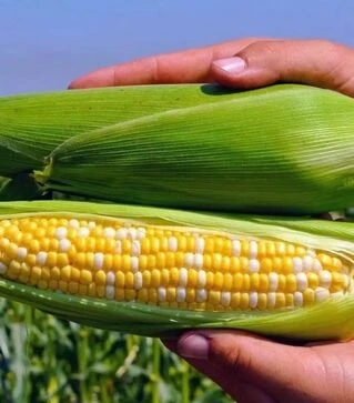 Насіння кукурудзи Мармурова F1, п.о. 20 тис насінин (МНАГОР)