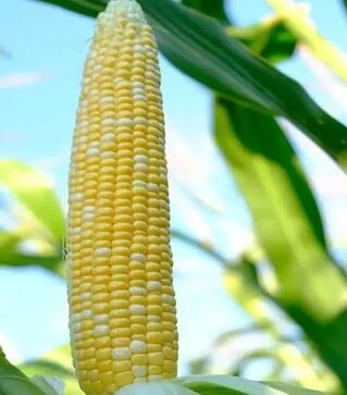 Насіння кукурудзи Мармурова F1, п.о. 20 тис насінин (МНАГОР)