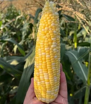 Насіння кукурудзи Розі F1, п.о. 5 тис насінин (Clause)