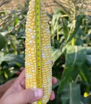 Насіння кукурудзи Розі F1, п.о. 5 тис насінин (Clause)