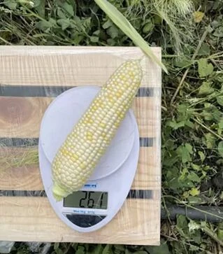 Семена кукурузы Айрон F1, п.е. 25 тыс семян (Spark Seeds)