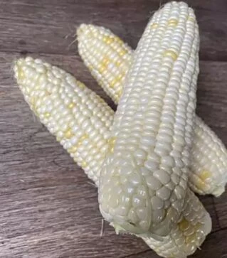 Семена кукурузы Айрон F1, п.е. 25 тыс семян (Spark Seeds)