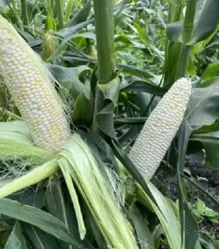 Семена кукурузы Уайт Туз F1, п.е. 25 тыс семян (Spark Seeds)