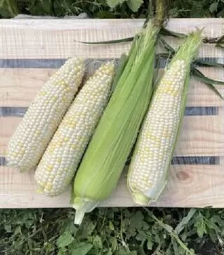 Семена кукурузы Уайт Туз F1, п.е. 25 тыс семян (Spark Seeds)