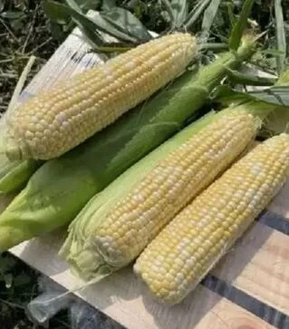 Семена кукурузы Дефендер F1, п.е. 25 тыс семян (Spark Seeds)